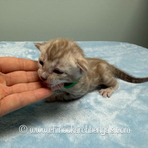 Seal Mink Spotted Tabby Bengal Kitten