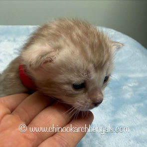 Seal Mink Spotted Tabby Bengal Kitten