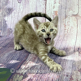 Bengal Kitten Chinookarch Bisbee