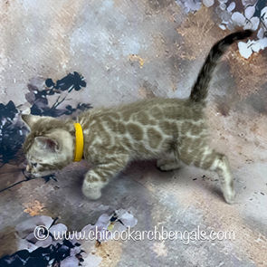 Seal Mink Spotted Tabby Bengal Kitten