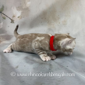Seal Mink Spotted Tabby Bengal Kitten
