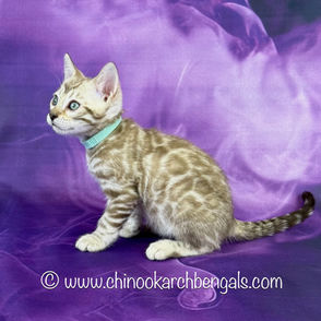 Seal Mink Spotted Tabby Bengal Kitten