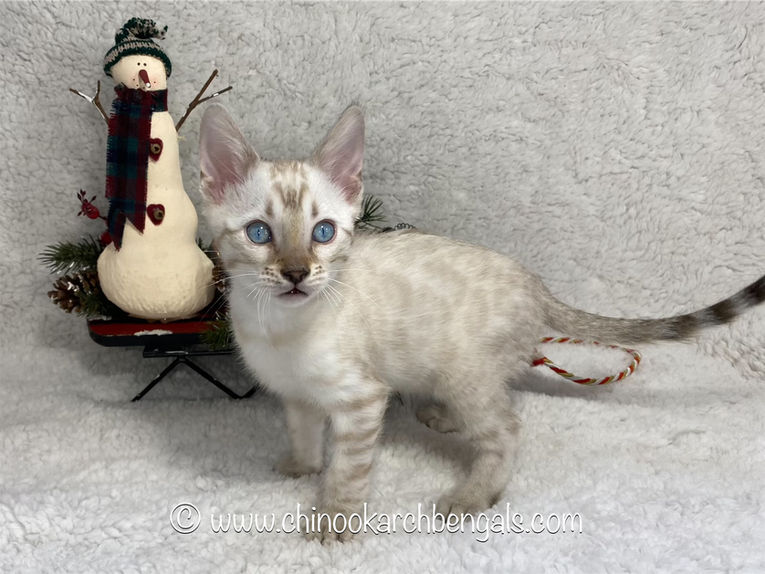 eZy Watermark_19-12-2021_05-47-59PM (1).jpeg