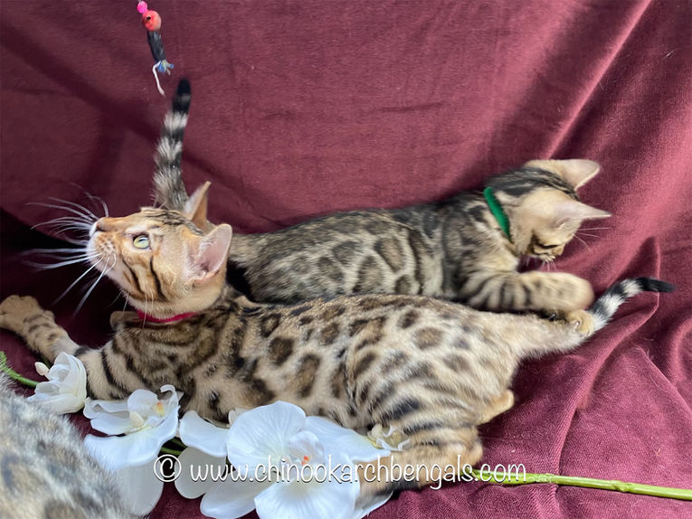 Chinook Arch Bengals
Bengal kittens in Alberta, Canada