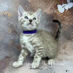Seal Mink Spotted Tabby Bengal Kitten