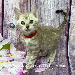 Seal Mink Spotted Tabby Bengal Kitten