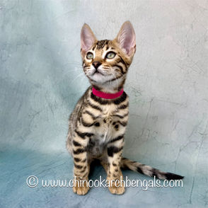 Brown (Black) Spotted Tabby Bengal Kitten