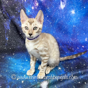 Mink Spotted Tabby Bengal Kitten