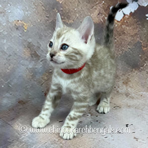 Seal Mink Spotted Tabby Bengal Kitten