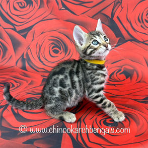Brown (Black) Spotted Tabby Bengal Kitten