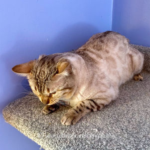 Favoritbengals White Angel Apr 7 2023