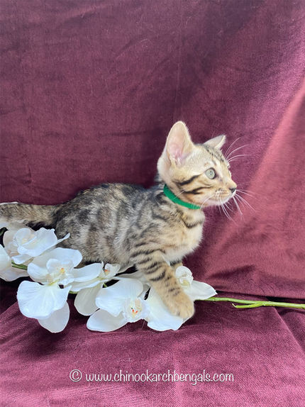 Chinook Arch Bengals
Bengal kittens in Alberta, Canada