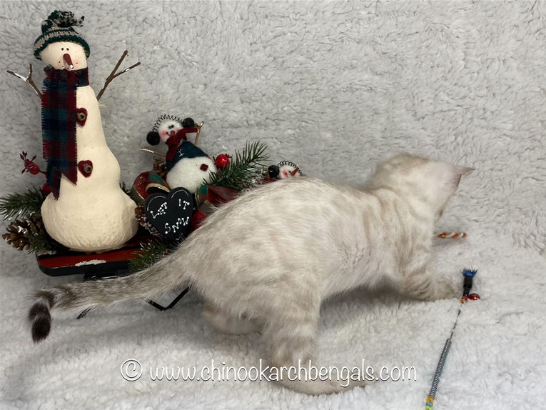 eZy Watermark_19-12-2021_05-47-58PM.jpeg