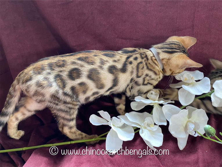 Chinook Arch Bengals
Bengal kittens in Alberta, Canada