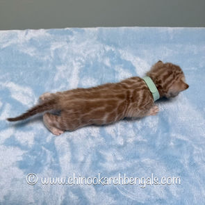 Seal Mink Spotted Tabby Bengal Kitten