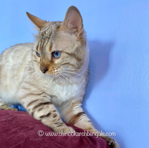 Favoritbengals White Angel Apr 7 2023