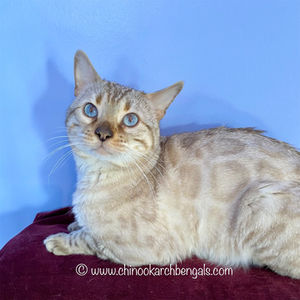 Favoritbengals White Angel Apr 7 2023