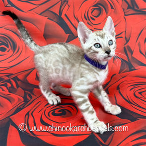 Mink Spotted Tabby Bengal Kitten