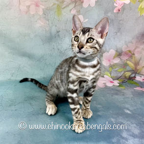 Silver (Black) Spotted Tabby Bengal Kitten