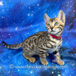 Brown (Black) Spotted Tabby Bengal Kitten
