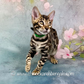 Brown (Black) Spotted Tabby Bengal Kitten