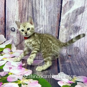 Seal Mink Spotted Tabby Bengal Kitten