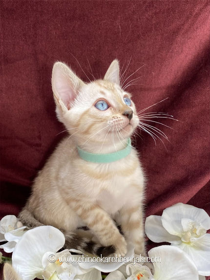 Chinook Arch Bengals
Bengal kittens in Alberta, Canada