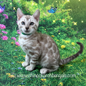 Seal Mink Spotted Tabby Bengal Kitten