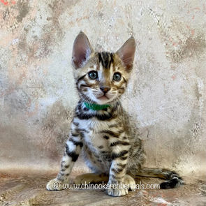 Chinookarch Goose Mar 11 2023