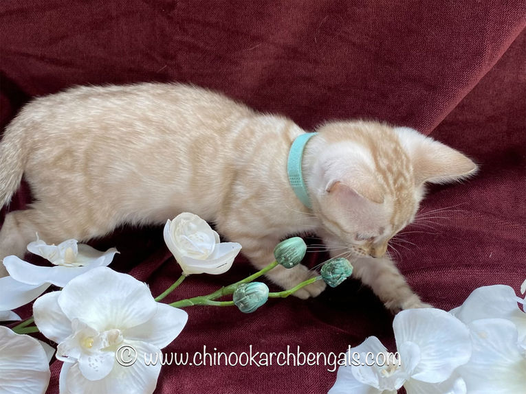 Chinook Arch Bengals
Bengal kittens in Alberta, Canada