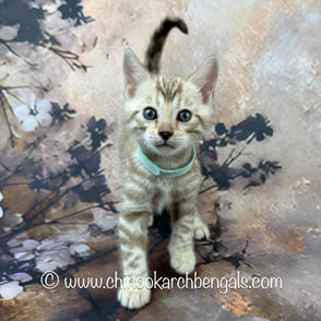 Seal Mink Spotted Tabby Bengal Kitten