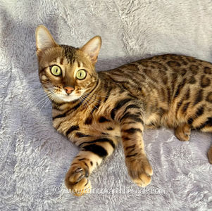 Amazongold Fierry Apr 7 2023