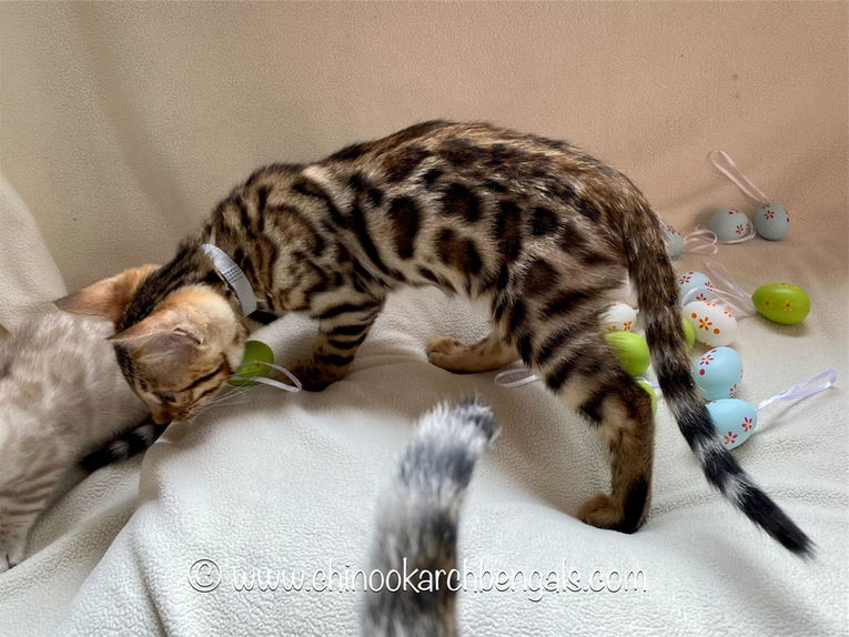 Chinook Arch Bengals
Bengal kittens in Alberta, Canada