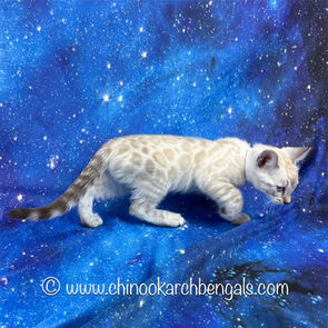 Seal Lynx Point Bengal Kitten