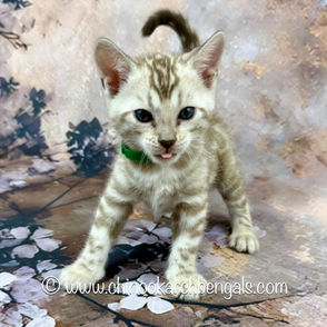 Seal Mink Spotted Tabby Bengal Kitten