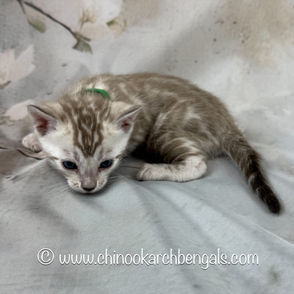 Seal Mink Spotted Tabby Bengal Kitten
