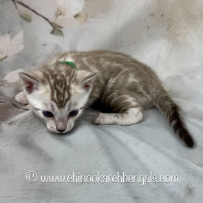 Seal Mink Spotted Tabby Bengal Kitten