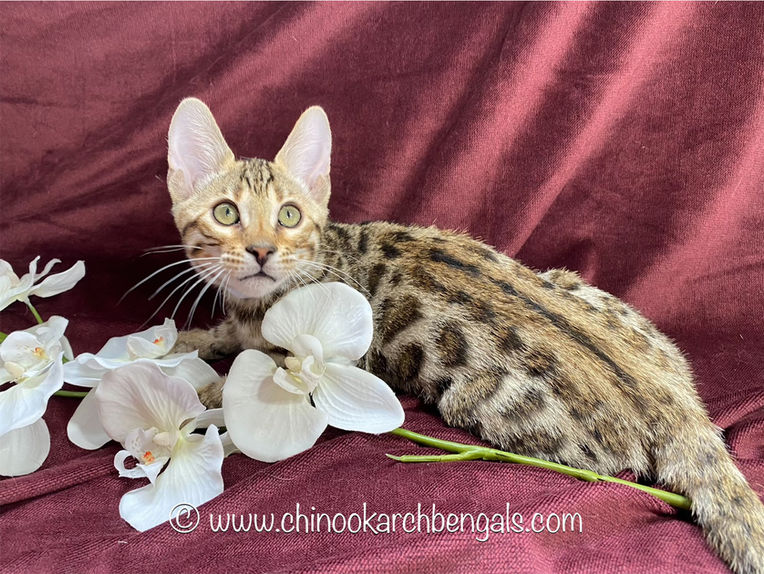 Chinook Arch Bengals
Bengal kittens in Alberta, Canada