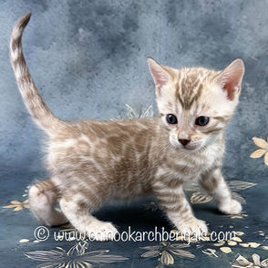 Seal Mink Spotted Tabby Bengal Kitten