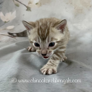 Seal Mink Spotted Tabby Bengal Kitten