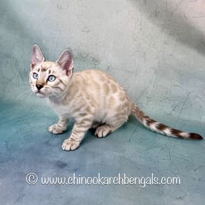 Seal Lynx Point Bengal Kitten
