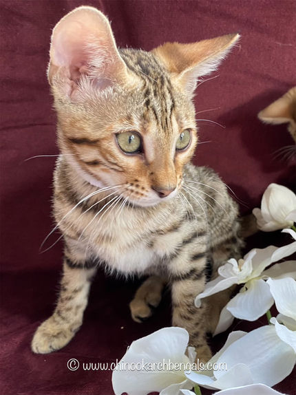 Chinook Arch Bengals
Bengal kittens in Alberta, Canada