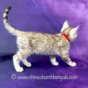Seal Mink Spotted Tabby Bengal Kitten
