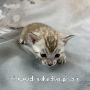 Seal Mink Spotted Tabby Bengal Kitten