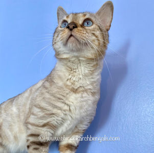 Favoritbengals White Angel Apr 7 2023