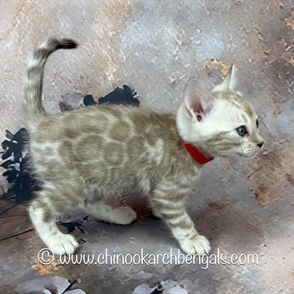 Seal Mink Spotted Tabby Bengal Kitten