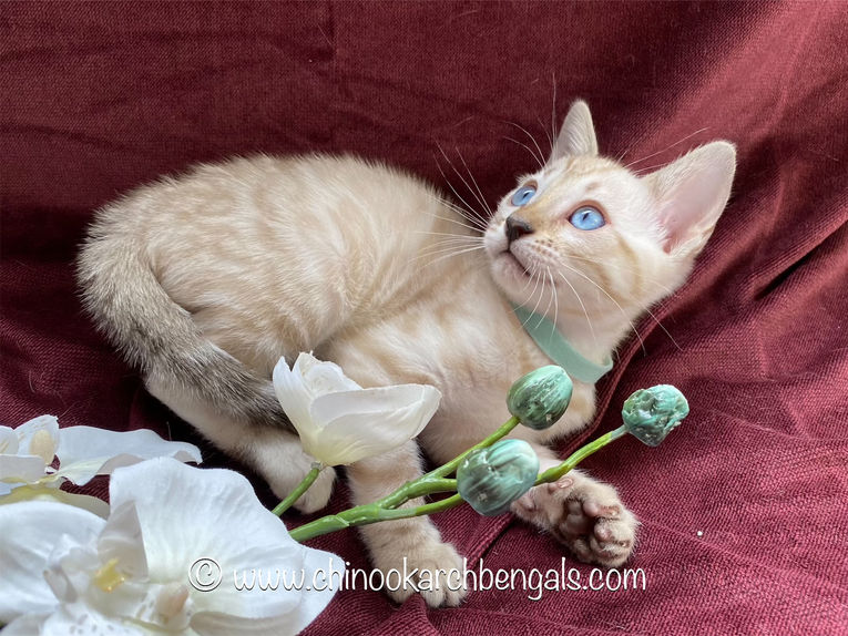 Chinook Arch Bengals
Bengal kittens in Alberta, Canada
