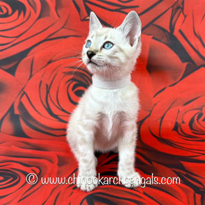 Seal Lynx Point Bengal Kitten