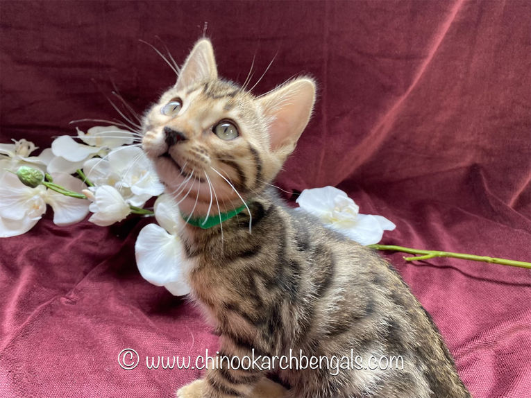 Chinook Arch Bengals
Bengal kittens in Alberta, Canada