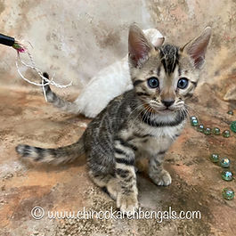 Bengal Kitten Chinookarch Waltz